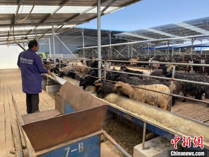     山西长治长子县西尧村的太行山黑山羊养殖基地。　林陆　摄