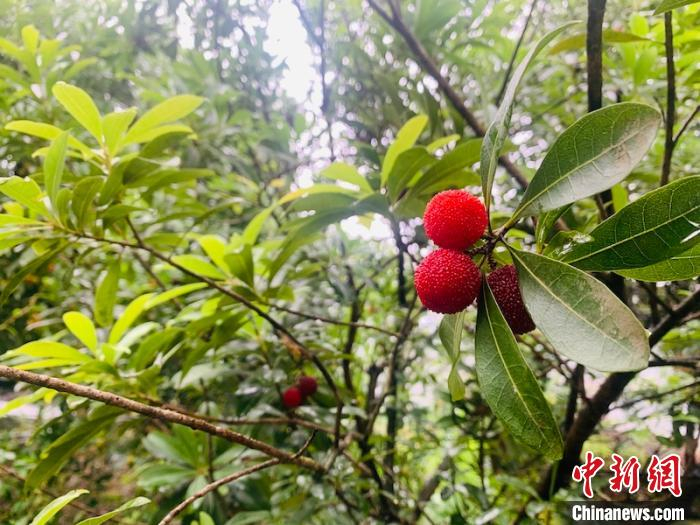 兰溪杨梅 奚金燕 摄
