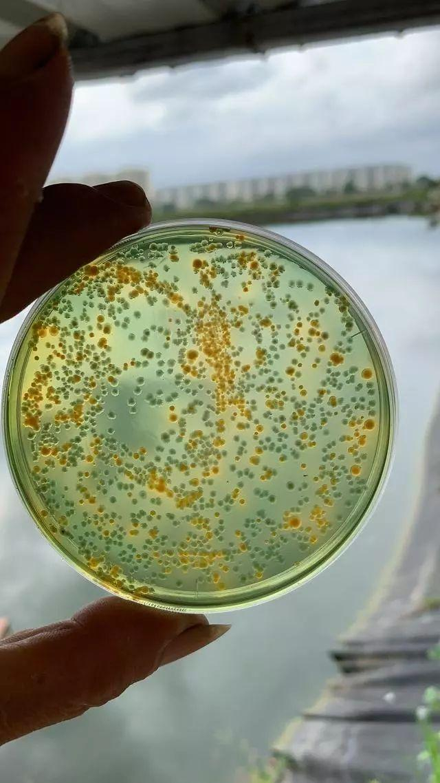 对虾弧菌病预防治疗大全，教你一招搞定弧菌病