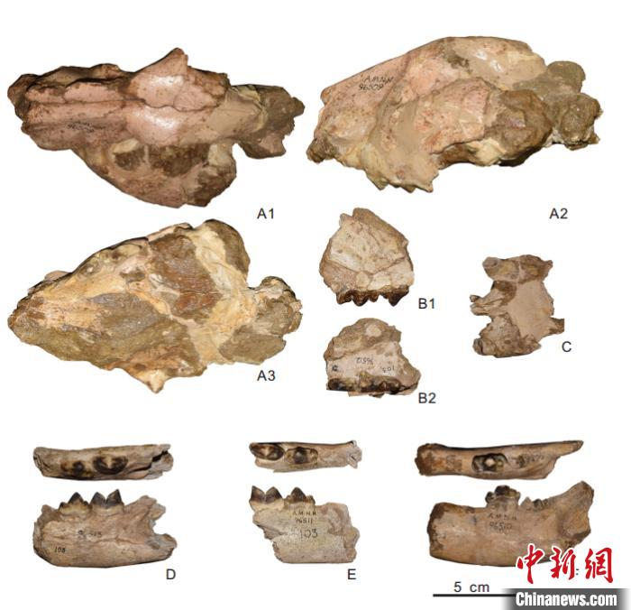 南亚地区发现的冈巴佐格豹化石。江左其杲 供图
