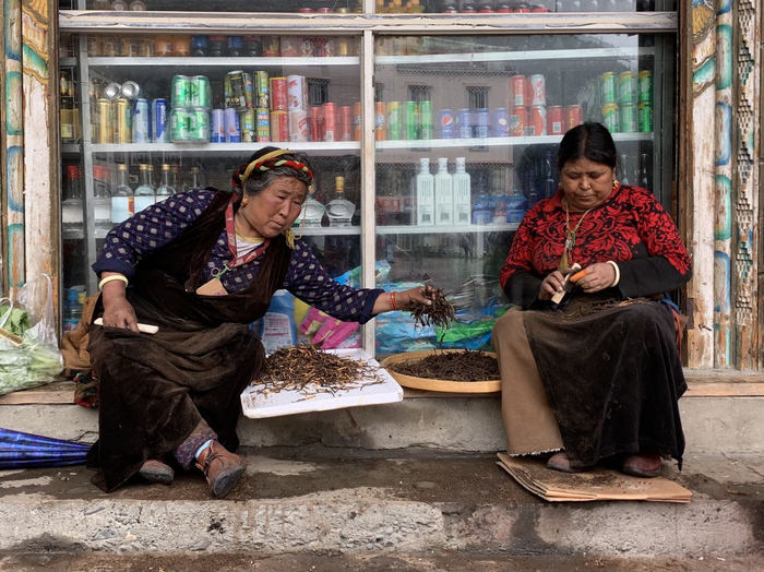 康定市沙德镇街上一门店外，两位老人正在打理刚下山的虫草。&nbsp; 本文图片均为澎湃新闻记者 胥辉 图
