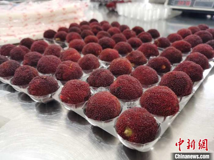 临海杨梅 台州海关供图