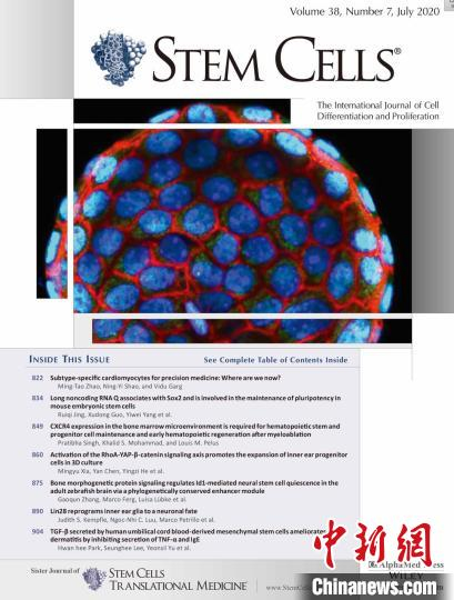 国际干细胞领域重要期刊《干细胞》发表中国学者研究成果。论文截屏