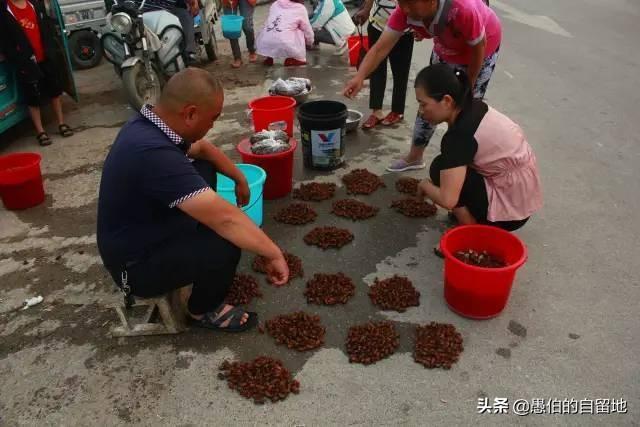 丰县宋楼镇知了猴早市现场：买卖旺季，商贩和乡亲父老云集而来