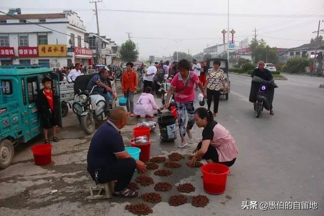 丰县宋楼镇知了猴早市现场：买卖旺季，商贩和乡亲父老云集而来