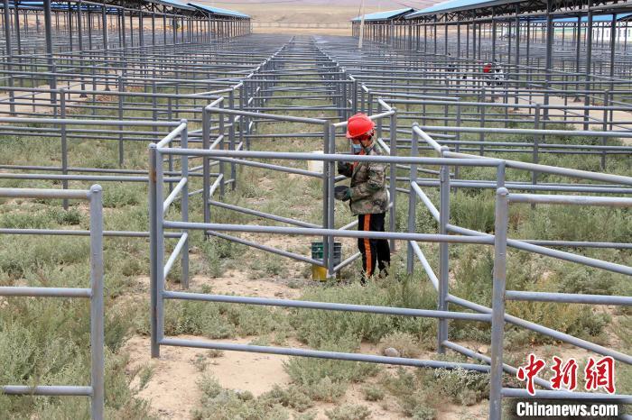 新疆将新增一座活畜交易市场 预计年交易额可达50亿元