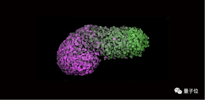 △绿色为后段，模拟胚胎尾端，紫色是前段，相当于发育中的心脏细胞，灰色标记DNA