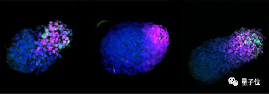 △培养24小时、48小时和72小时的人类类原肠胚，蓝色标记为DNA，红色为神经细胞，绿色为中胚层细胞