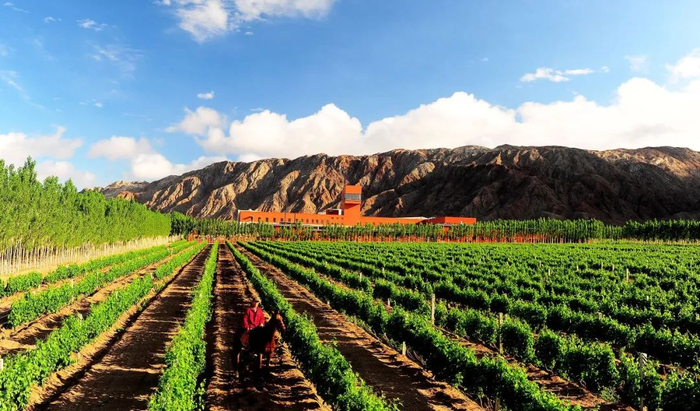 ▲天塞酒庄建成的绿洲