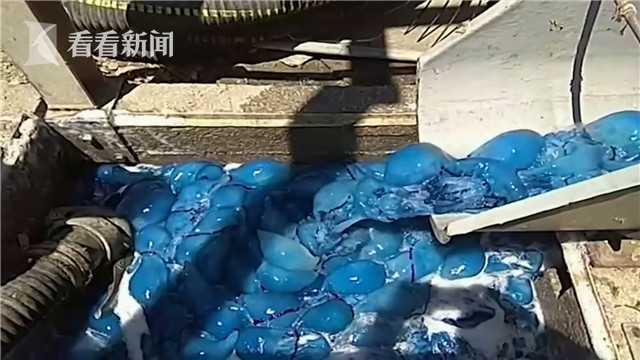以色列上千只蓝色水母入侵发电厂海水冷却系统 工人加班处理