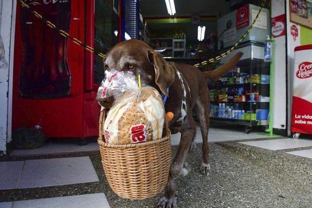 哥伦比亚小店老板喜获好员工，多年流浪狗变忠犬，每天上班送快递