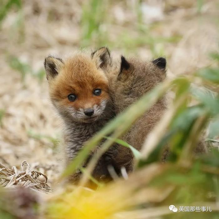 北海道户外摄影师，她镜头下小狐狸，各种可爱各好吸啊