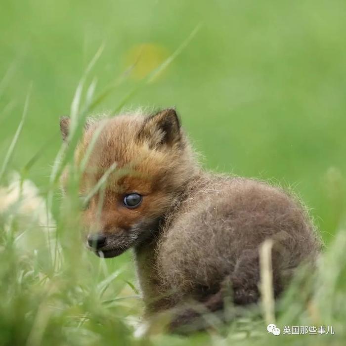 北海道户外摄影师，她镜头下小狐狸，各种可爱各好吸啊