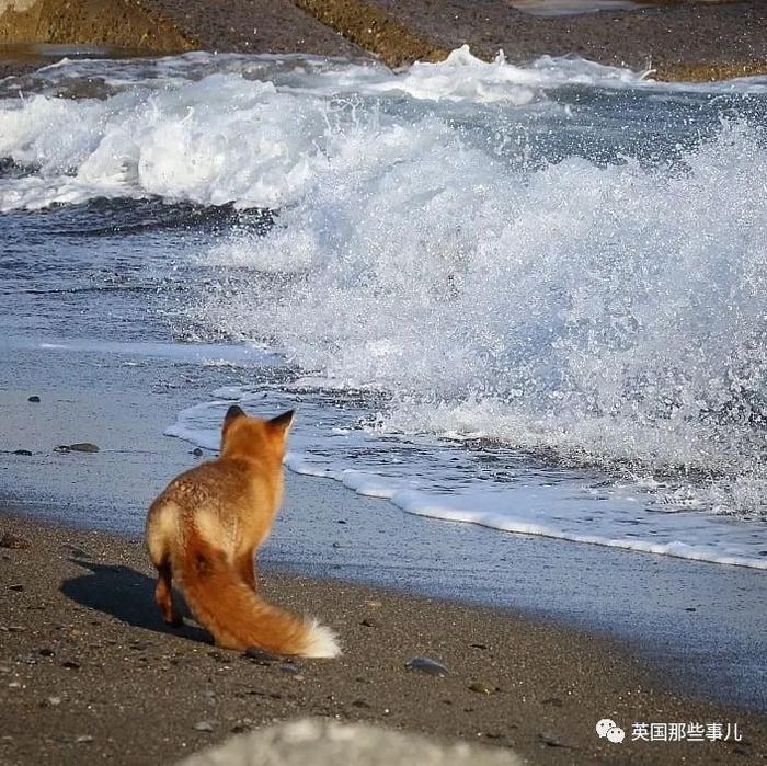 北海道户外摄影师，她镜头下小狐狸，各种可爱各好吸啊