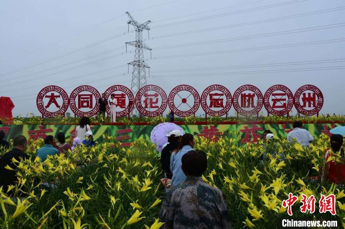 “2020年大同黄花丰收活动月”启动仪式暨大同市花——黄花正式揭牌仪式12日在山西大同云州区唐家堡村万亩有机黄花种植基地举行。　袁建国 摄