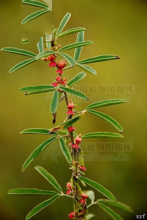 三叶木蓝,见过吗?清热消肿.主治急慢性咽喉炎