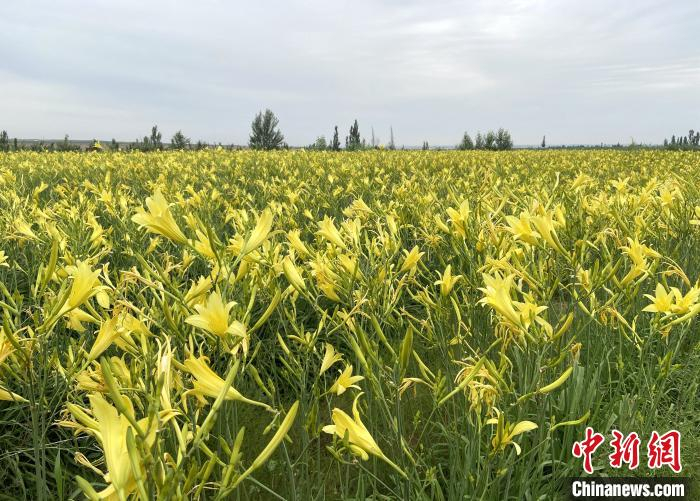 黄花菜长势良好。　杨迪 摄