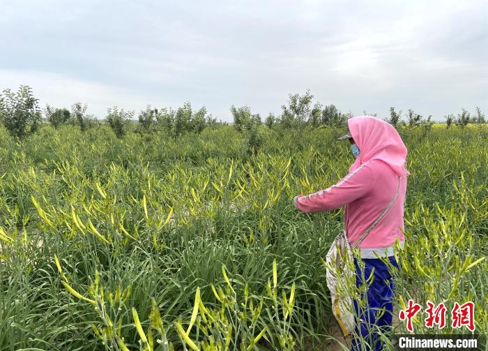 村民采摘黄花菜。　杨迪 摄
