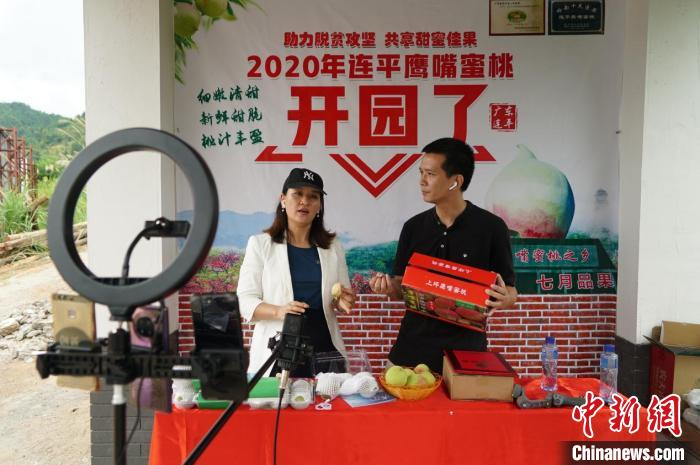 广东连平桃农直播销售鹰嘴蜜桃 程景伟 摄