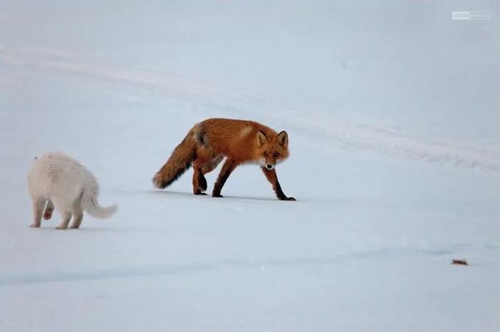 一只赤狐偷偷靠近房子，反被一只家猫伏击， 几个回合后只好逃跑