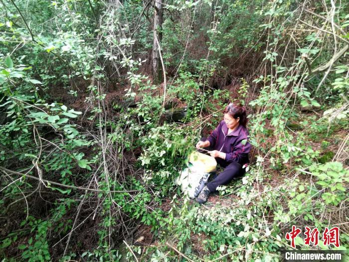 山西省晋中市左权县麻田镇郭家峪村村民江彦风，有着二十多年的采摘野生连翘经验。　杨杰英 摄