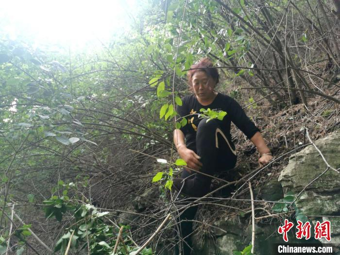 郭家峪村村民曹二梅，从十三四岁开始跟着父辈上山采连翘，手脚麻利。　杨杰英 摄