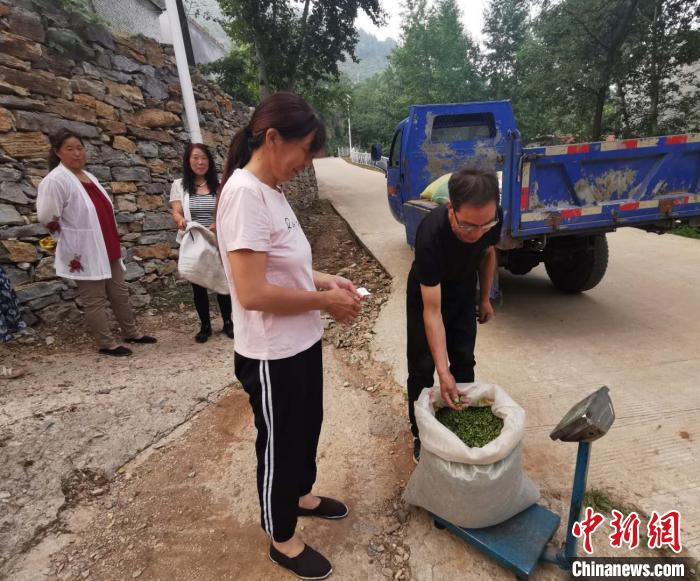 麻田镇熟峪村村民胡彦忠每天晚上都会来郭家峪村收购连翘，一天能收购一千斤左右。　杨杰英 摄