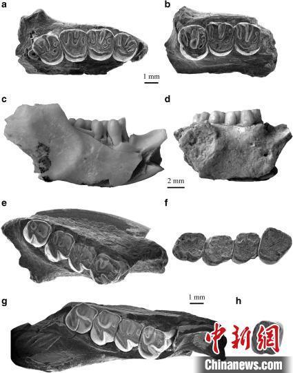 中科院团队在内蒙古发现亚洲已知最早圆柱齿鼠类化石