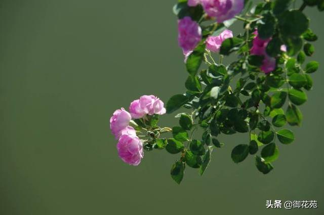 野蔷薇花什么时候开，花语代表些什么，你都了解吗