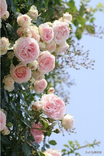野蔷薇花什么时候开，花语代表些什么，你都了解吗
