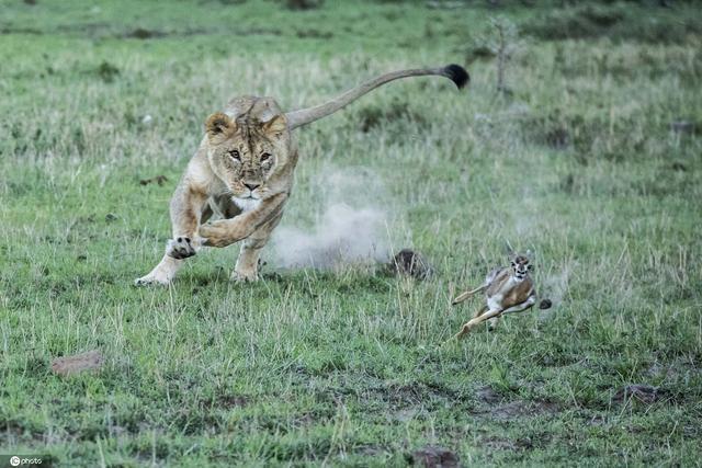 饥饿母狮全速追击猎物惨遭“滑铁卢”瞪羚宝宝成功脱险