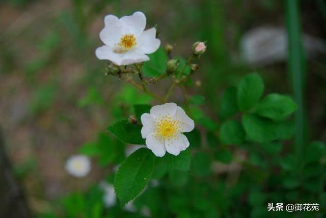 野蔷薇花什么时候开，花语代表些什么，你都了解吗