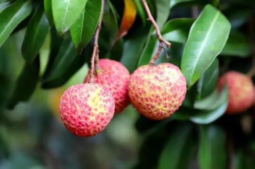 谢岗seo优化推广价格