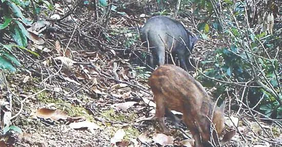 猕猴、灵猫、野猪……梧桐山“山大王”原来是它