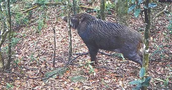 猕猴、灵猫、野猪……梧桐山“山大王”原来是它
