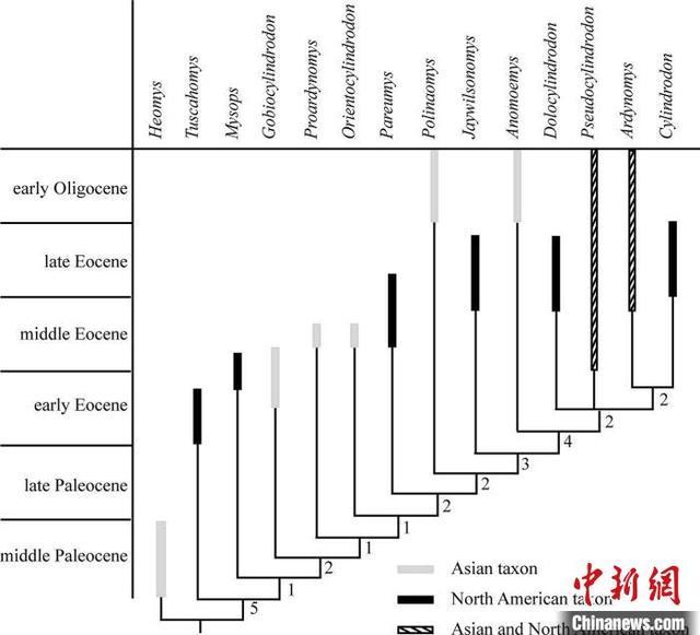 中科院团队在内蒙古发现亚洲已知最早圆柱齿鼠类化石