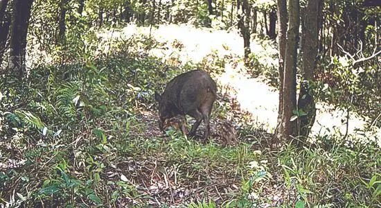 猕猴、灵猫、野猪……梧桐山“山大王”原来是它