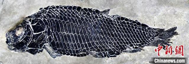 中国科学家最新研究发现2.44亿年前“小巧漏卧鱼”