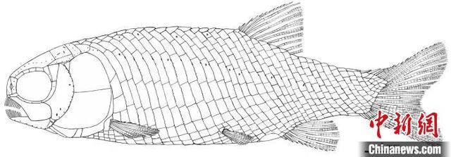 中国科学家最新研究发现2.44亿年前“小巧漏卧鱼”