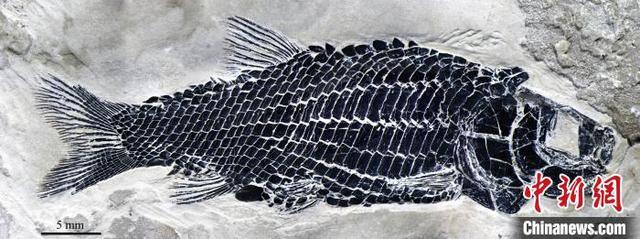 中国科学家最新研究发现2.44亿年前“小巧漏卧鱼”