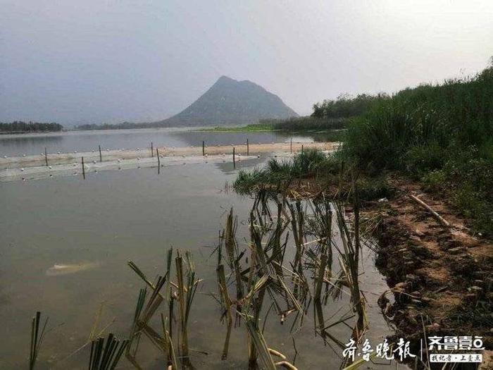 追踪|华山湖水质检测报告公布，排雨口氨氮数值超标近30倍