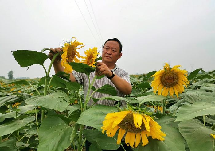 杜酝周：调优农业产业结构 给群众带来“致富果”