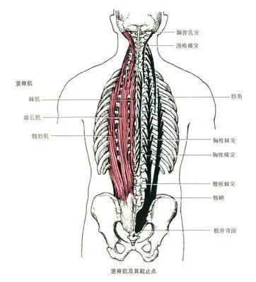 你一定要知道如何放松竖脊肌，因为你每天都在折磨它！