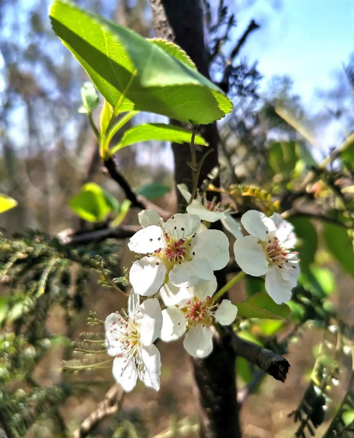 棠梨花 资料图 本文图片除标注外均由作者 图