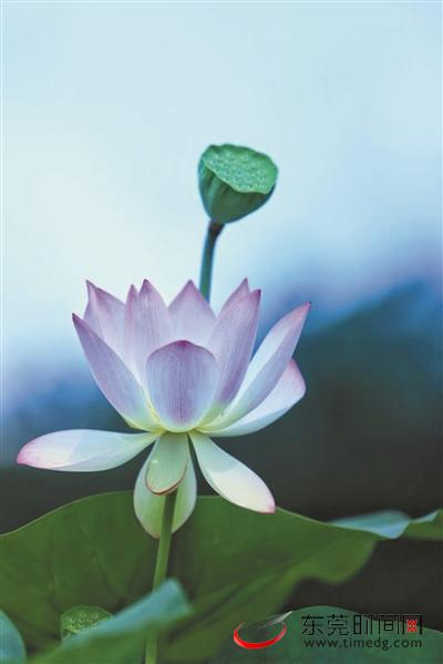 ▲桥头莲湖里绽放的荷花 通讯员 赖燕芳 邵锦烺 供图