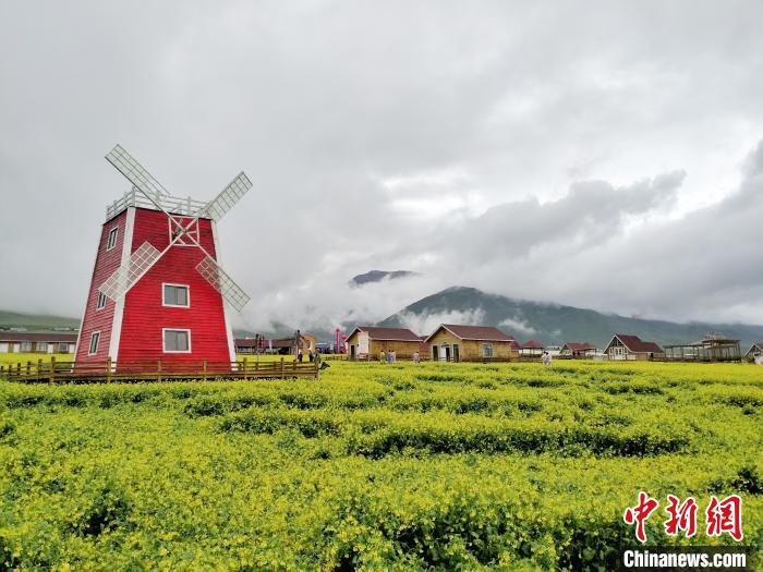 图为青海门源百里花海。　鲁丹阳 摄