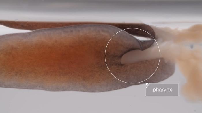 “大卸八块”都能再生的神奇涡虫，它是怎么做到的？