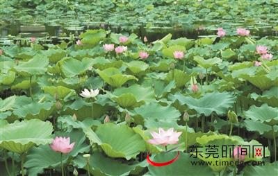 ▲石碣鹤田厦村荷塘里花红叶绿，香气扑鼻 石碣供图