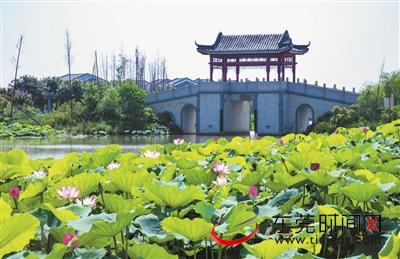 ▲麻涌华阳湖，荷花与仿古建筑互相映衬，甚是美丽 麻涌供图