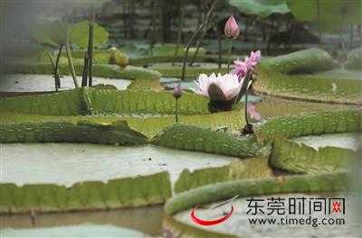 ▲桥头莲湖里的大王莲 通讯员 赖燕芳 邵锦烺 供图